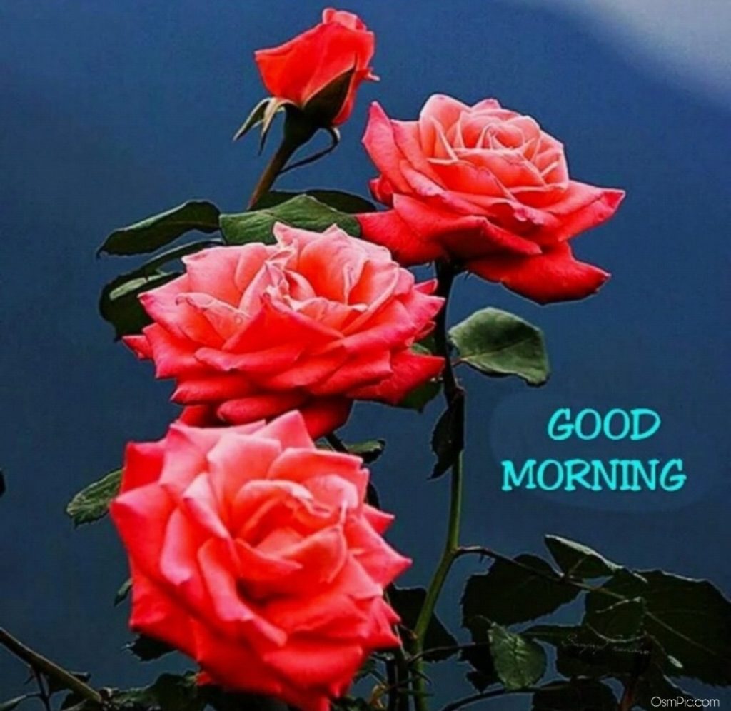 55 Good Morning Rose Flowers Images Pictures With Romantic, Red Roses