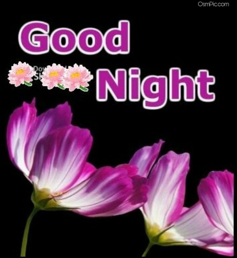 Good Night Flowers Images Hd Free Download - Good Night Hd Images ...