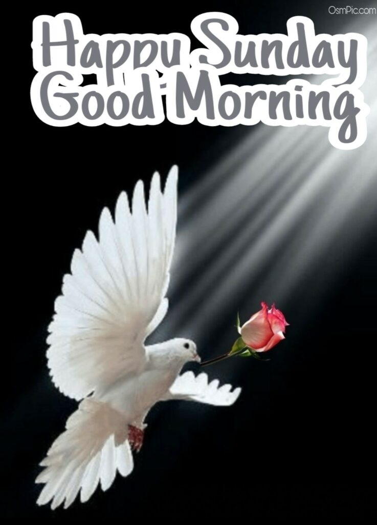 Nice  Good Morning Happy Sunday Images Hd Pictures Photos For Whatsapp In Hindi & English