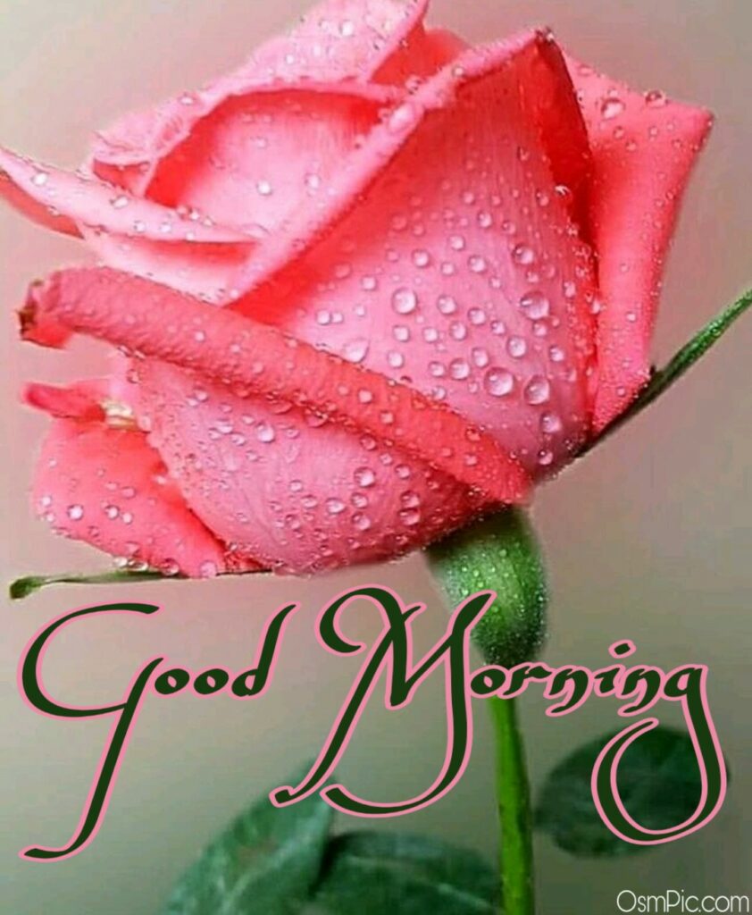 Pink rose good morning image Download 
