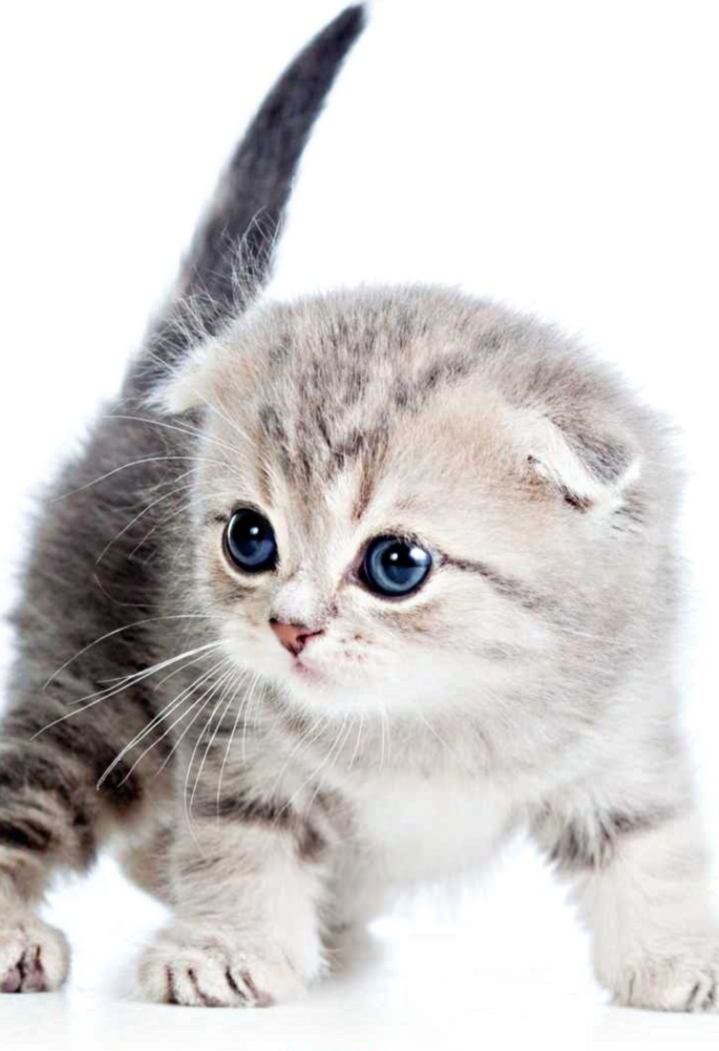 HD Cute Cat Image