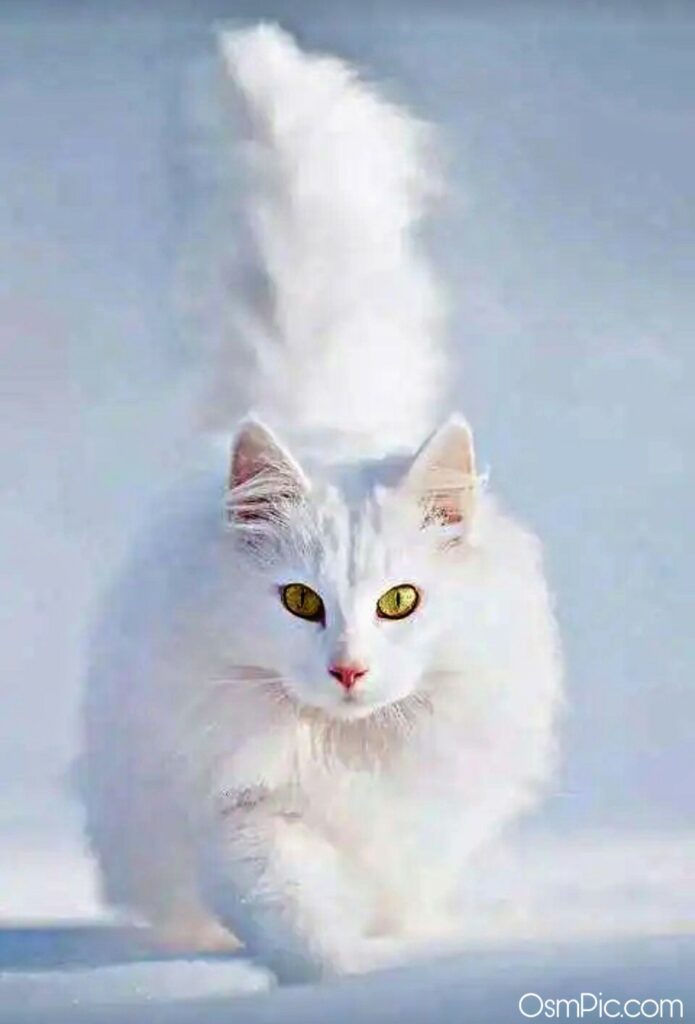 beautiful cats pictures wallpapers