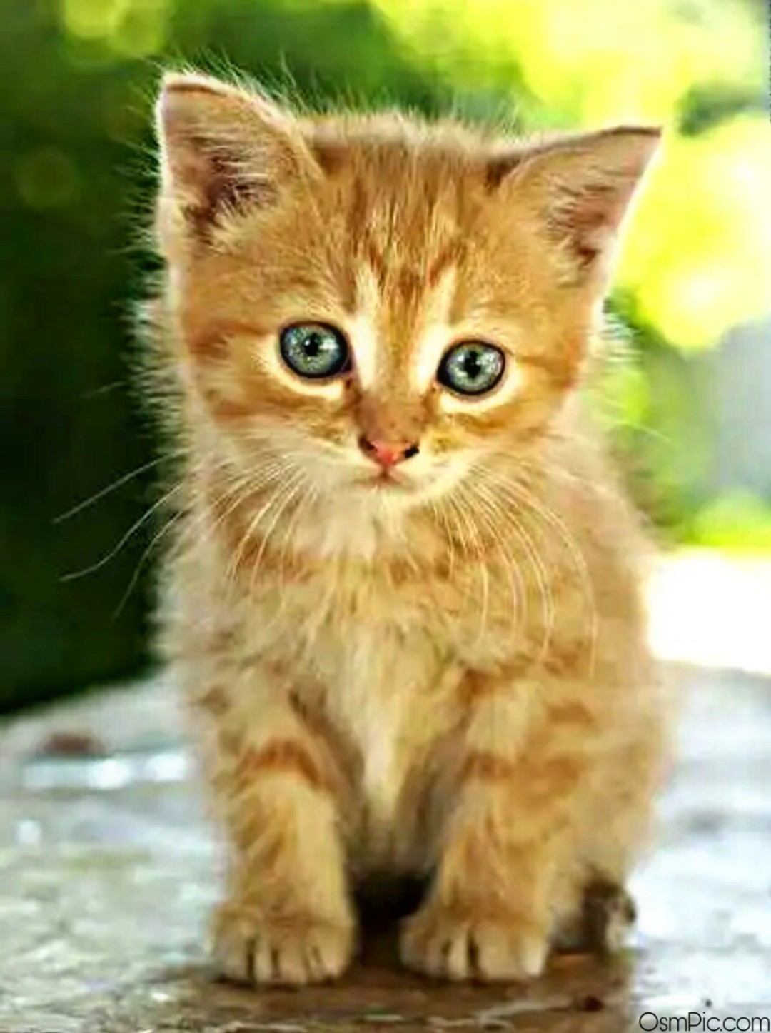 20 HD Beautiful & Cute Cat Images Pictures Wallpapers For Whatsapp Dp