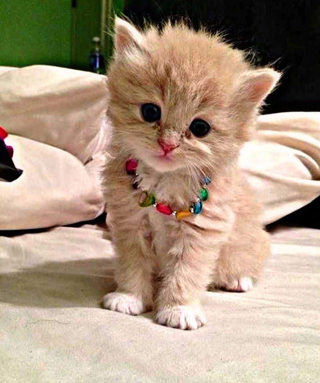 20 HD Beautiful & Cute Cat Images Pictures Wallpapers For Whatsapp Dp
