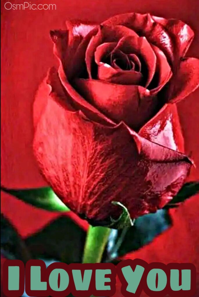 Red rose image with I love you HD pic 