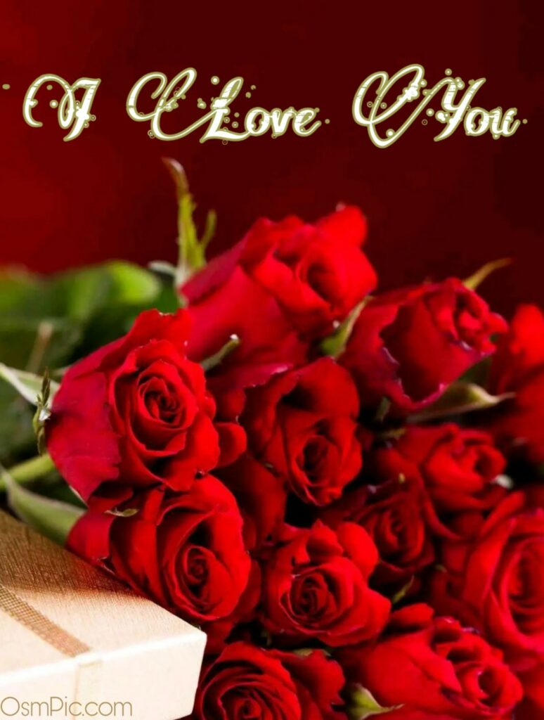 Red Rose's I love you pic dp status image 