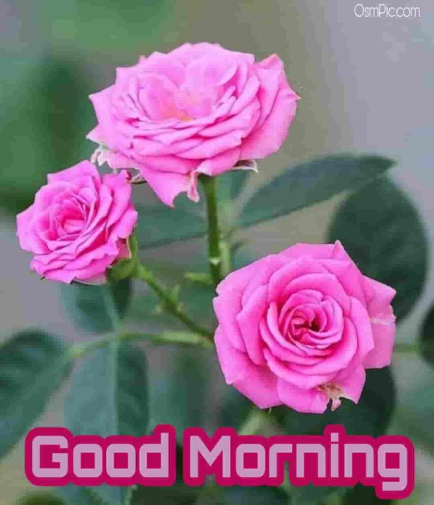 Nice good morning pink rose image download