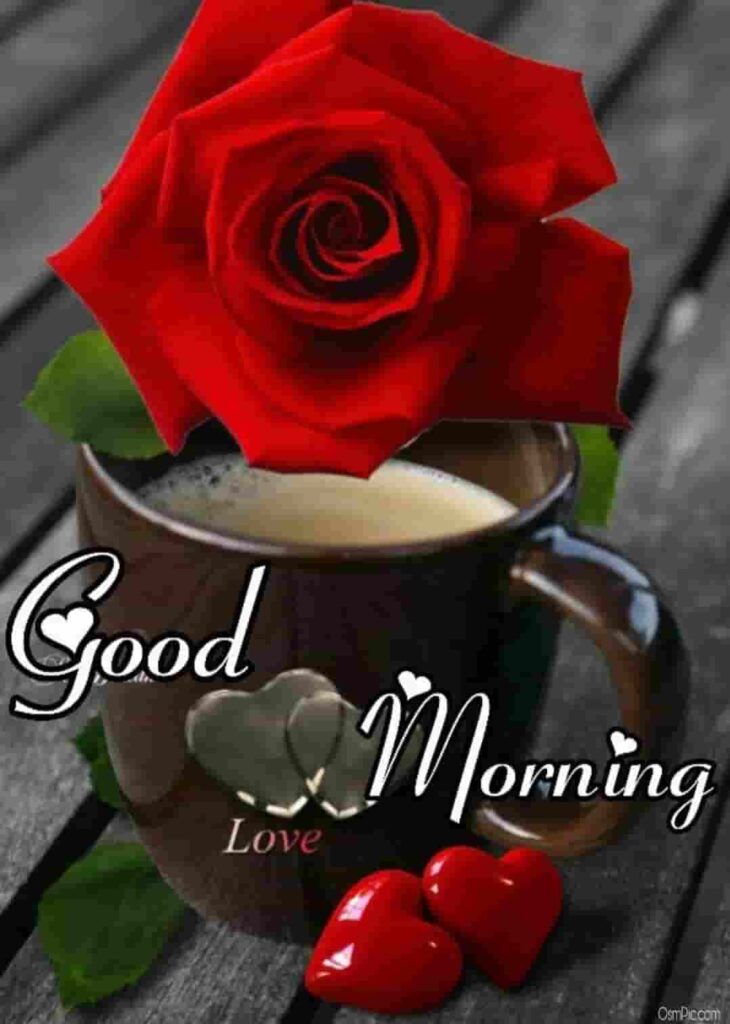 Good Morning Images With Love Roses Red Rose Good Morning Photo Download 