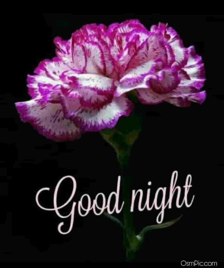 Good Night Flowers Images Pictures Photos Wallpapers 
