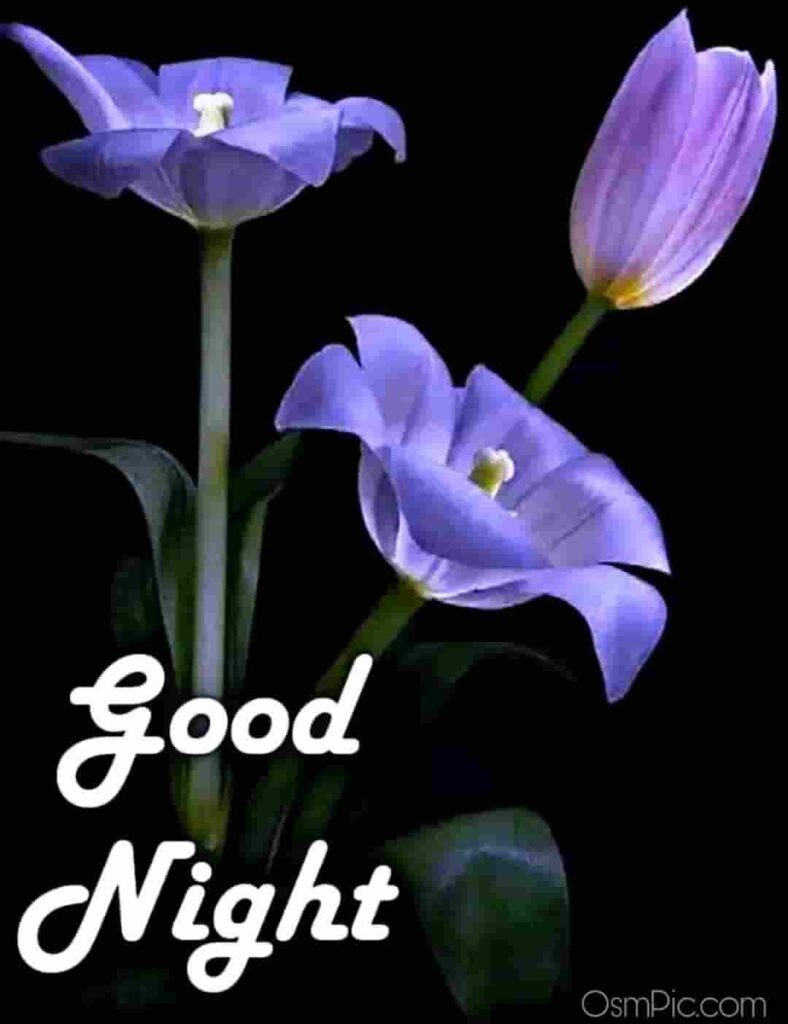 New Good Night Images Free Download For WhatsApp Friends With Good Night  Status Dp