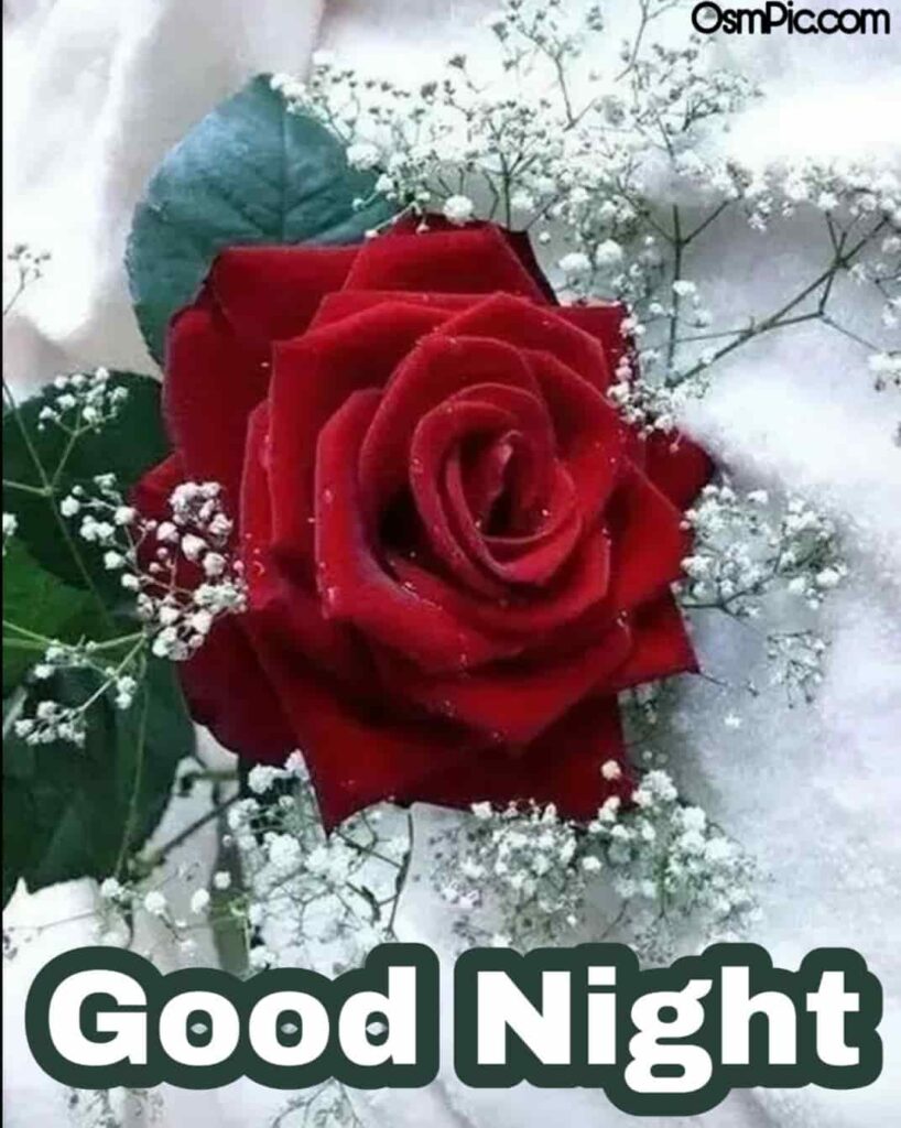 A beautiful red rose good night image for boyfriend to wish him happy rose day good night