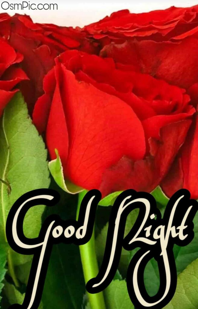 Rose image of good night