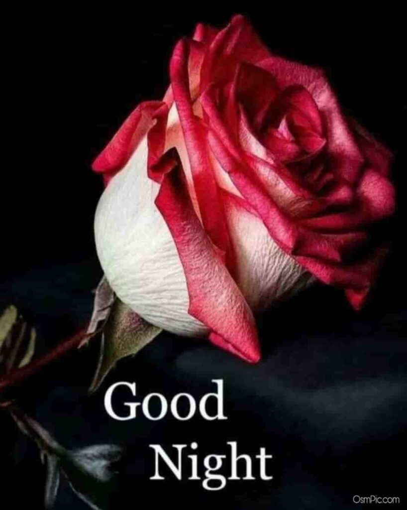 Rose Good Night Image Download Free 