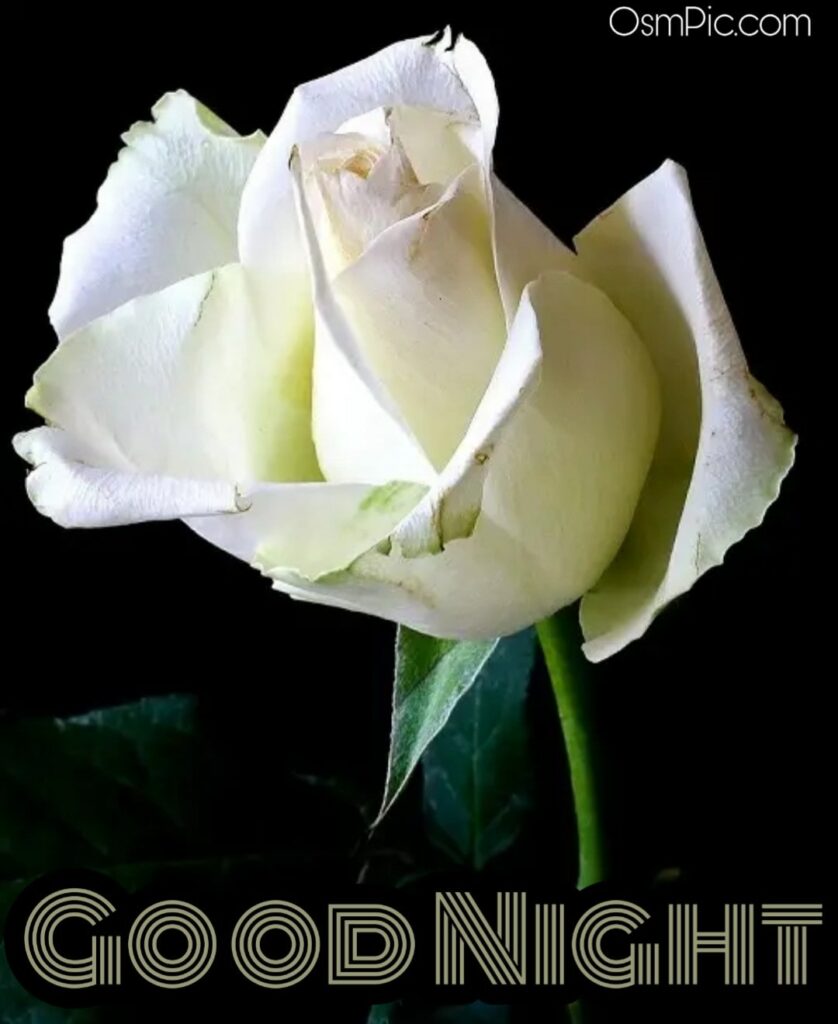 Good night white rose