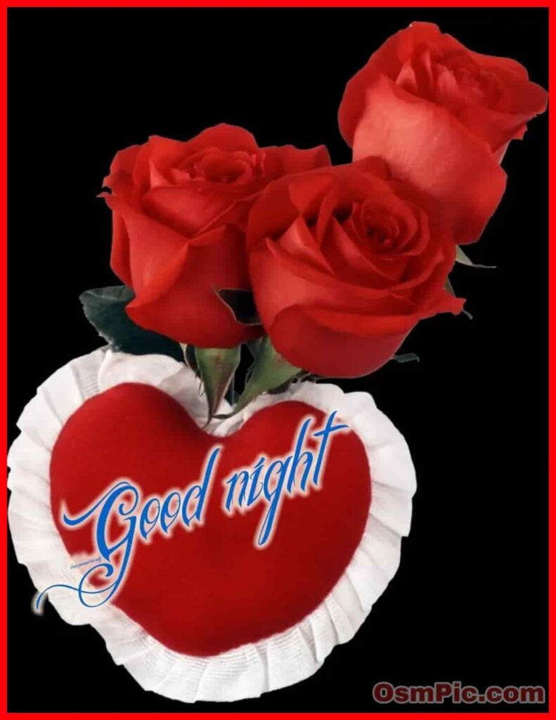 Good night red rose 