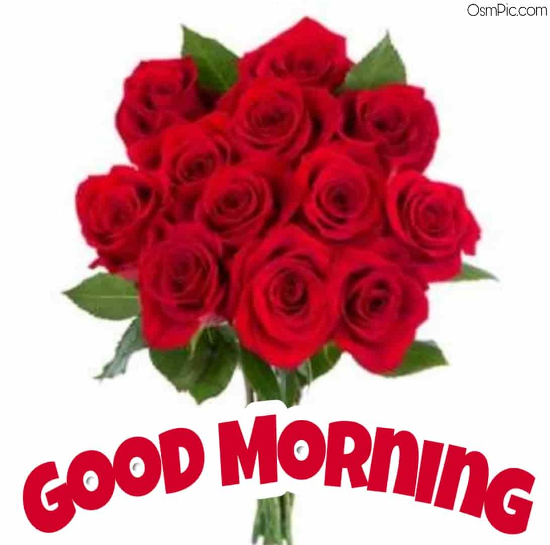 55 Good Morning Rose Flowers Images Pictures With Romantic, Red Roses