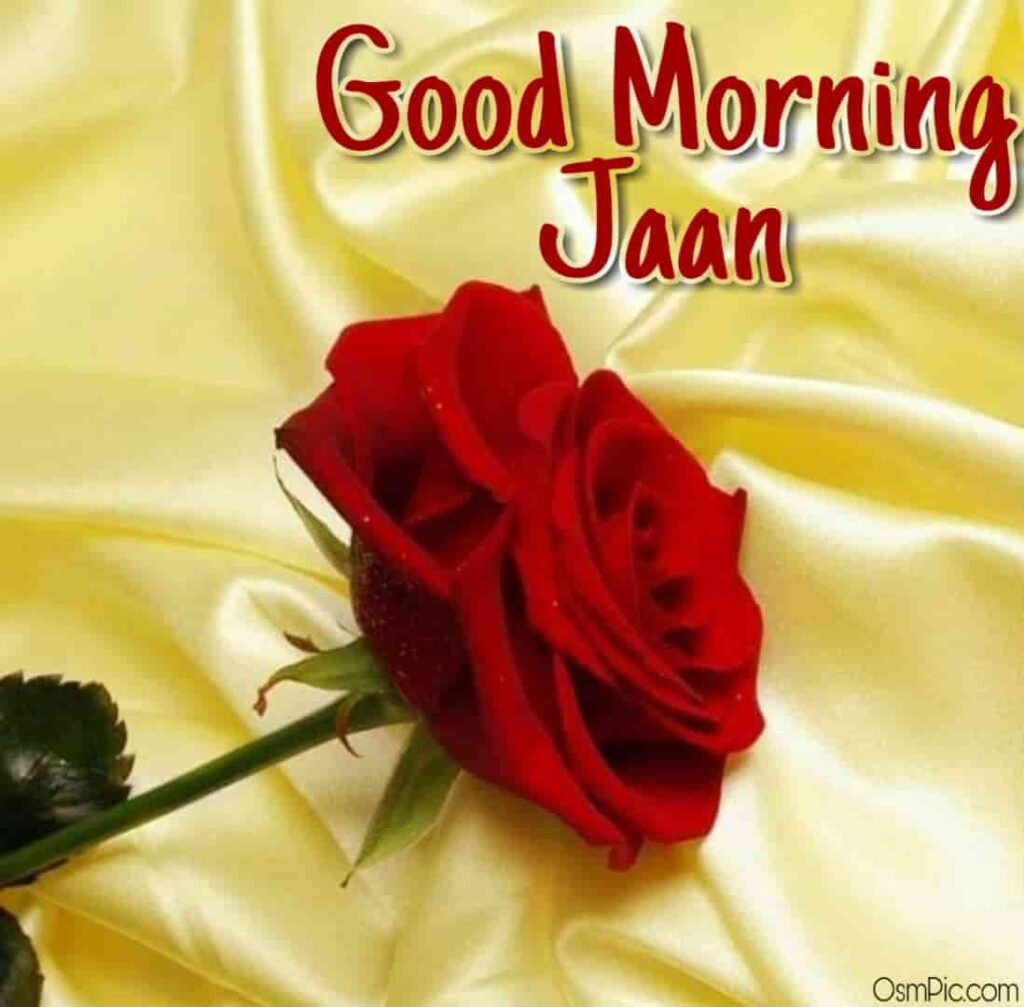 Good morning jaan rose image for love 